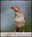 _4SB2565 brown thrasher with insect